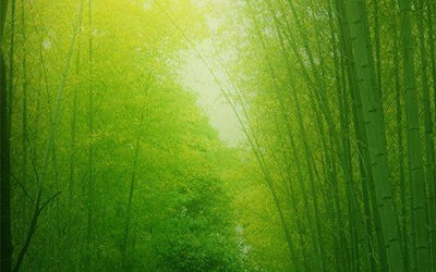 The Environmental Benefits of Bamboo – How Sustainable is it?