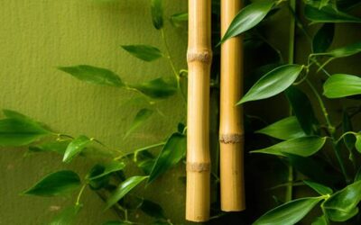 Proper Disposal of Bamboo Toothbrushes: An Eco-Friendly Guide